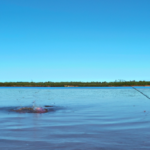 Flugfiske i svenska vatten: En grundläggande guide